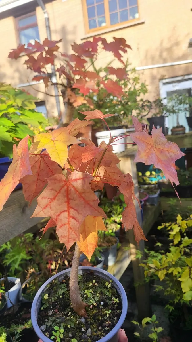Pre-Bonsai Materials for Sale - Image 3