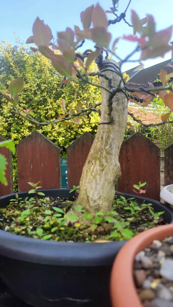 Pre-Bonsai Materials for Sale - Image 4