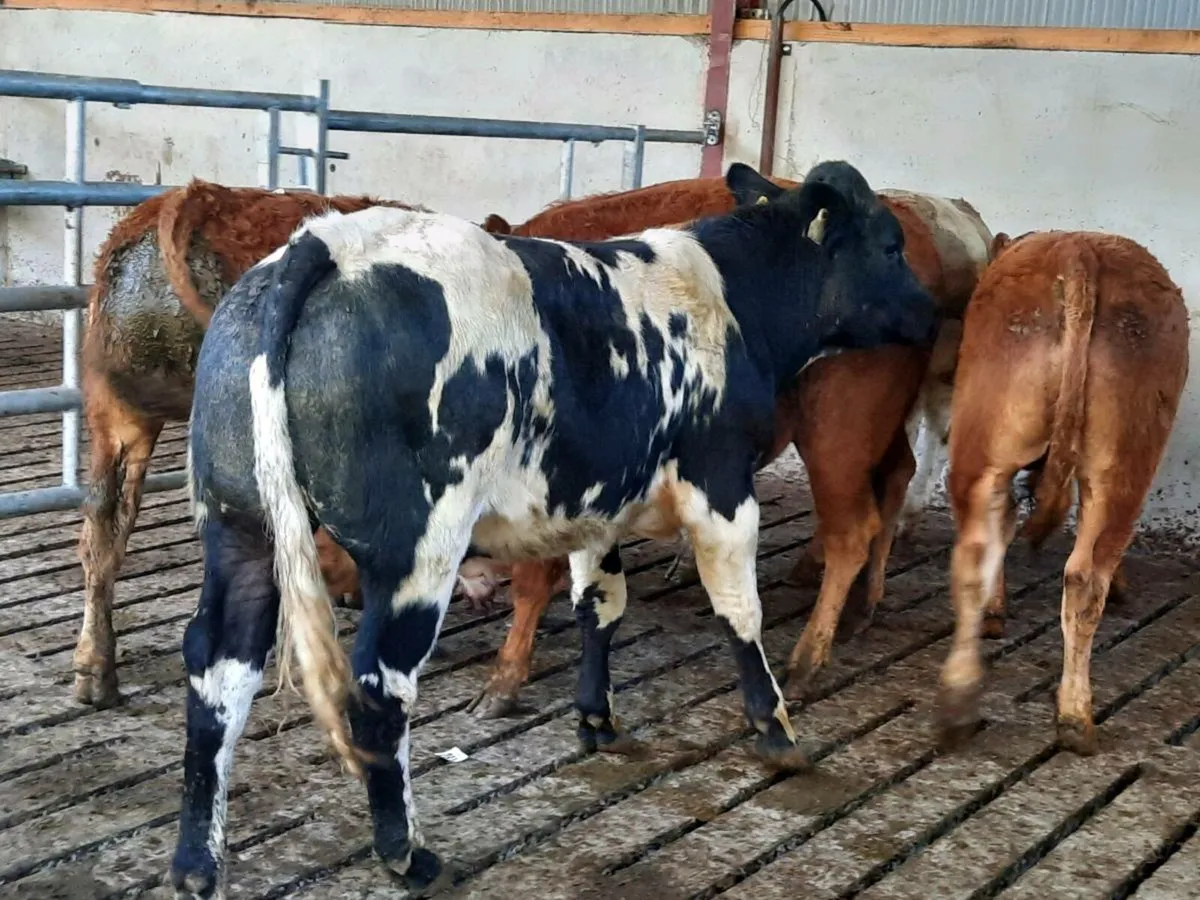 7 smashing limousine bullocks for sale - Image 2