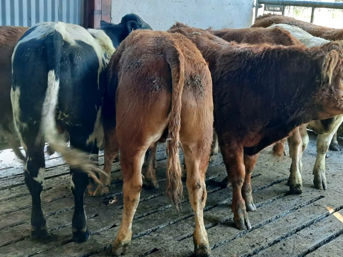 7 smashing limousine bullocks for sale - Image 3