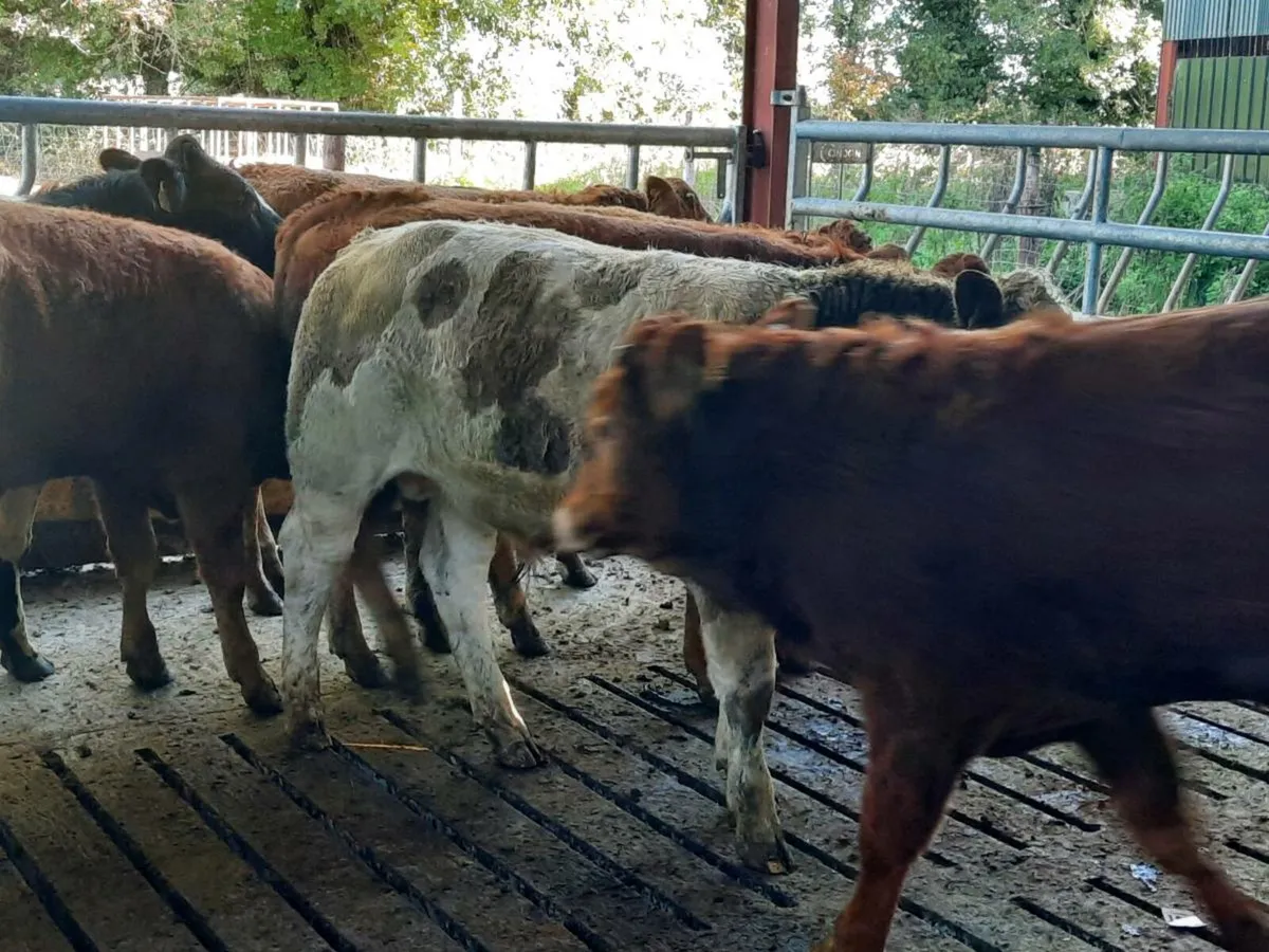 7 smashing limousine bullocks for sale - Image 4