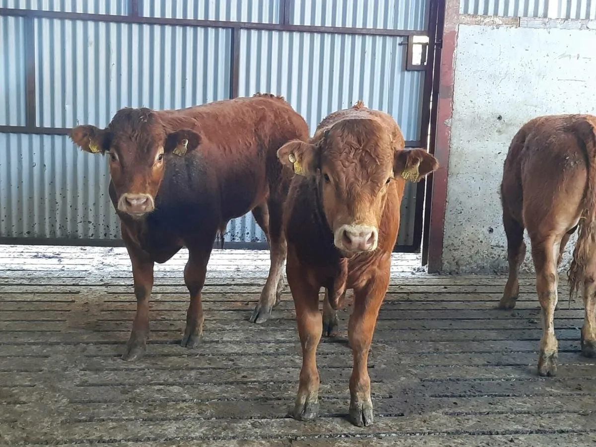 7 smashing limousine bullocks for sale - Image 1