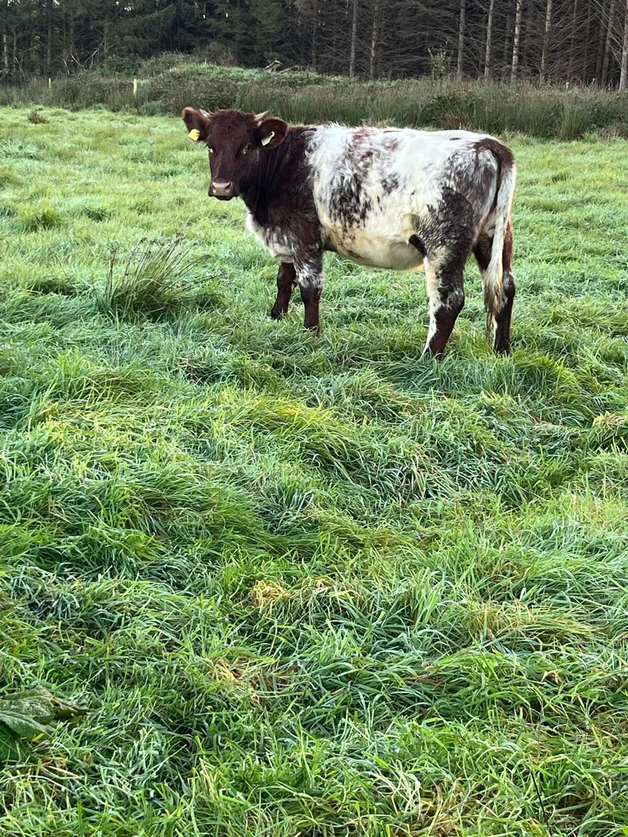 Shorthorn Heifers - Image 2
