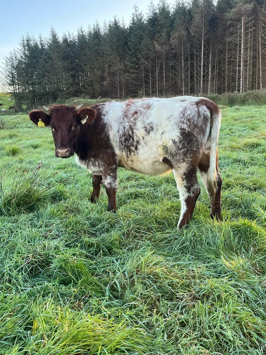 Shorthorn Heifers - Image 3