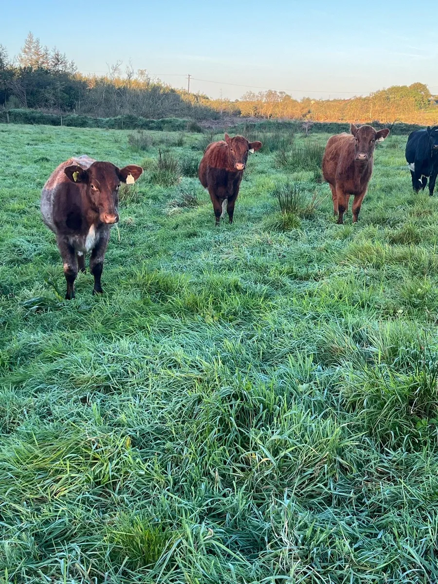 Shorthorn Heifers - Image 4