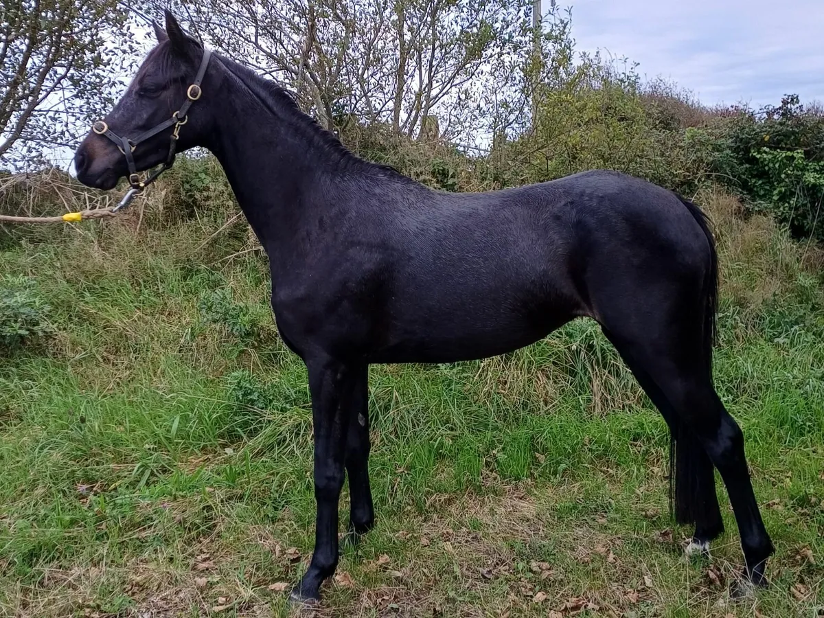 Beautiful 3 Year Old  - 138cm - By Sligo Candy Boy - Image 1