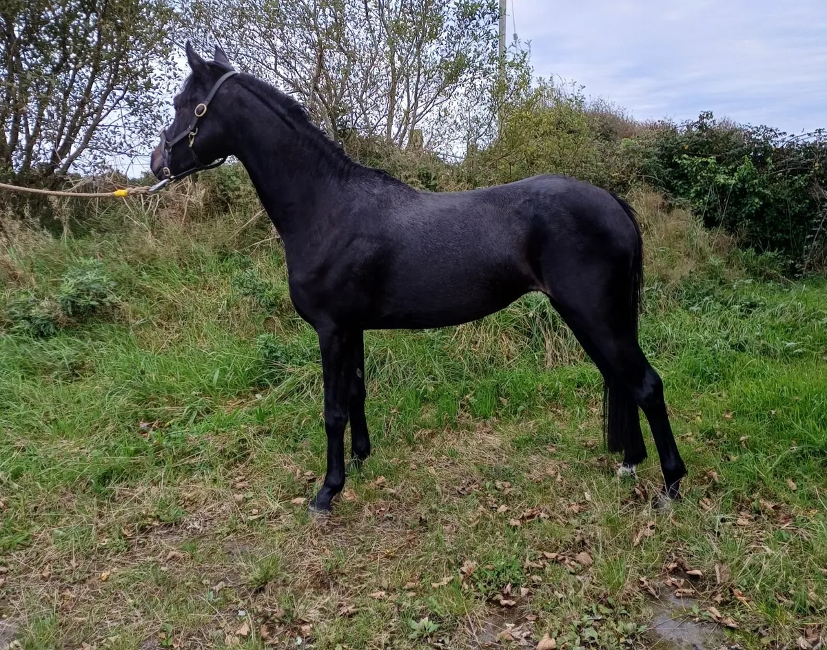 Beautiful 3 Year Old  - 138cm - By Sligo Candy Boy - Image 3