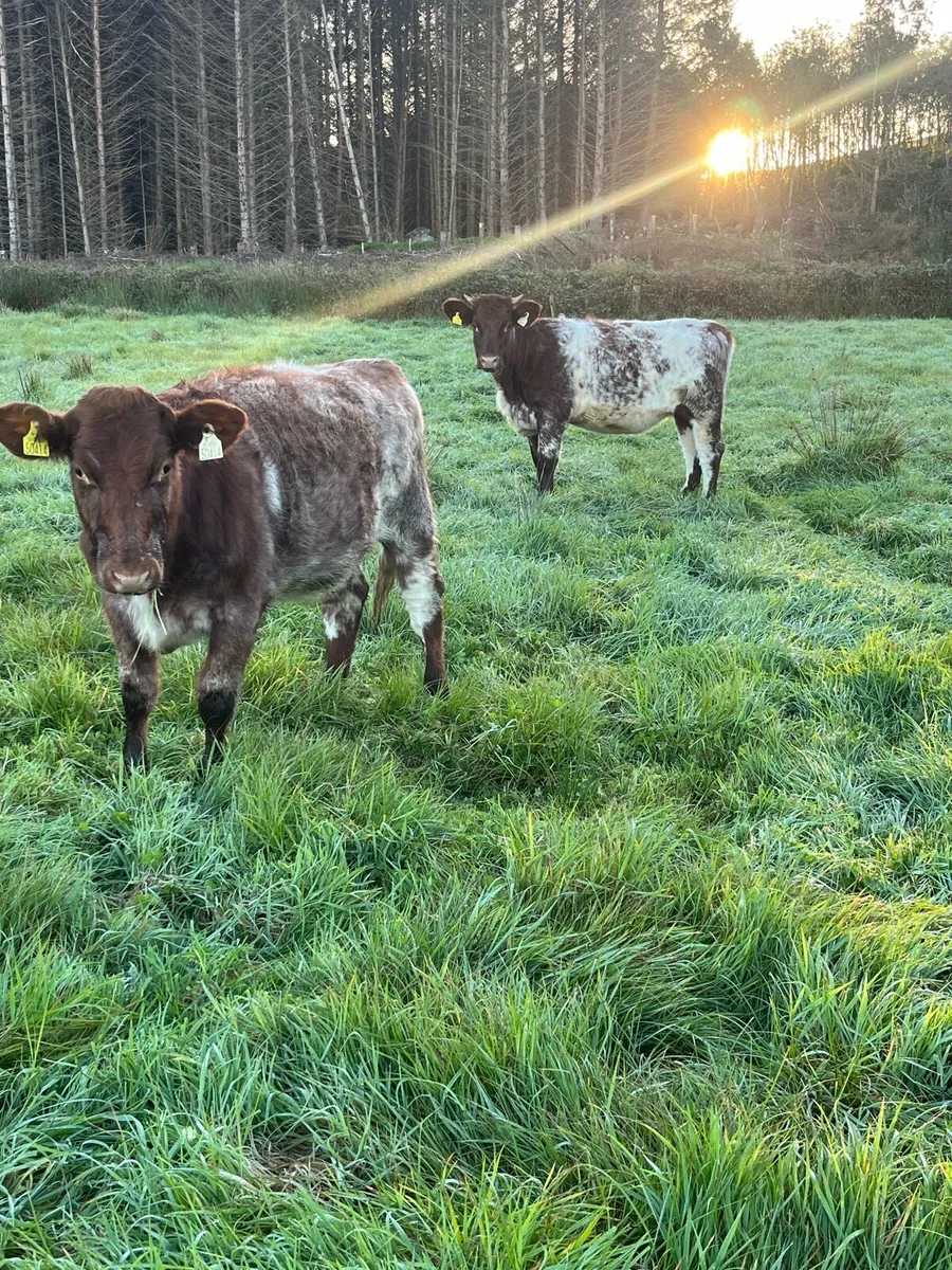 Shorthorn Heifers - Image 1
