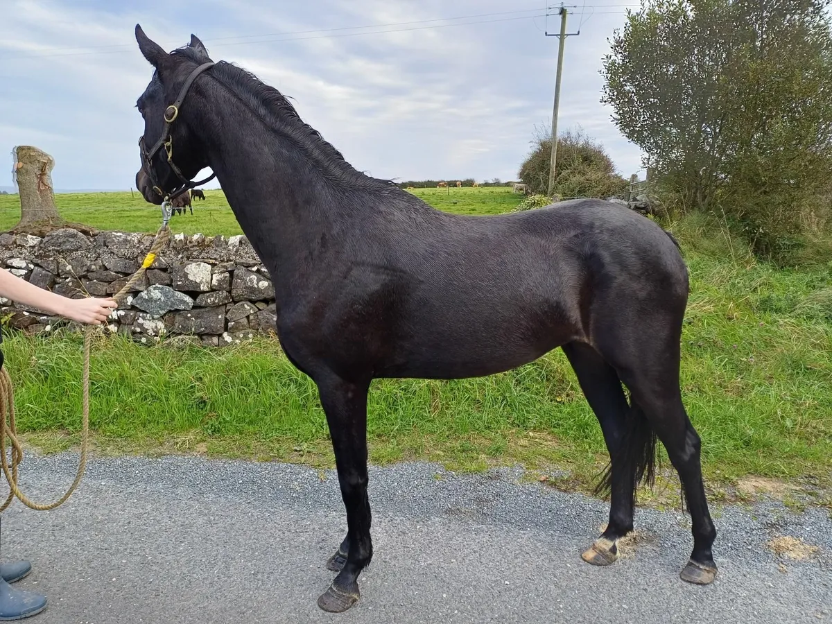 Beautiful 3 Year Old  - 138cm - By Sligo Candy Boy - Image 4