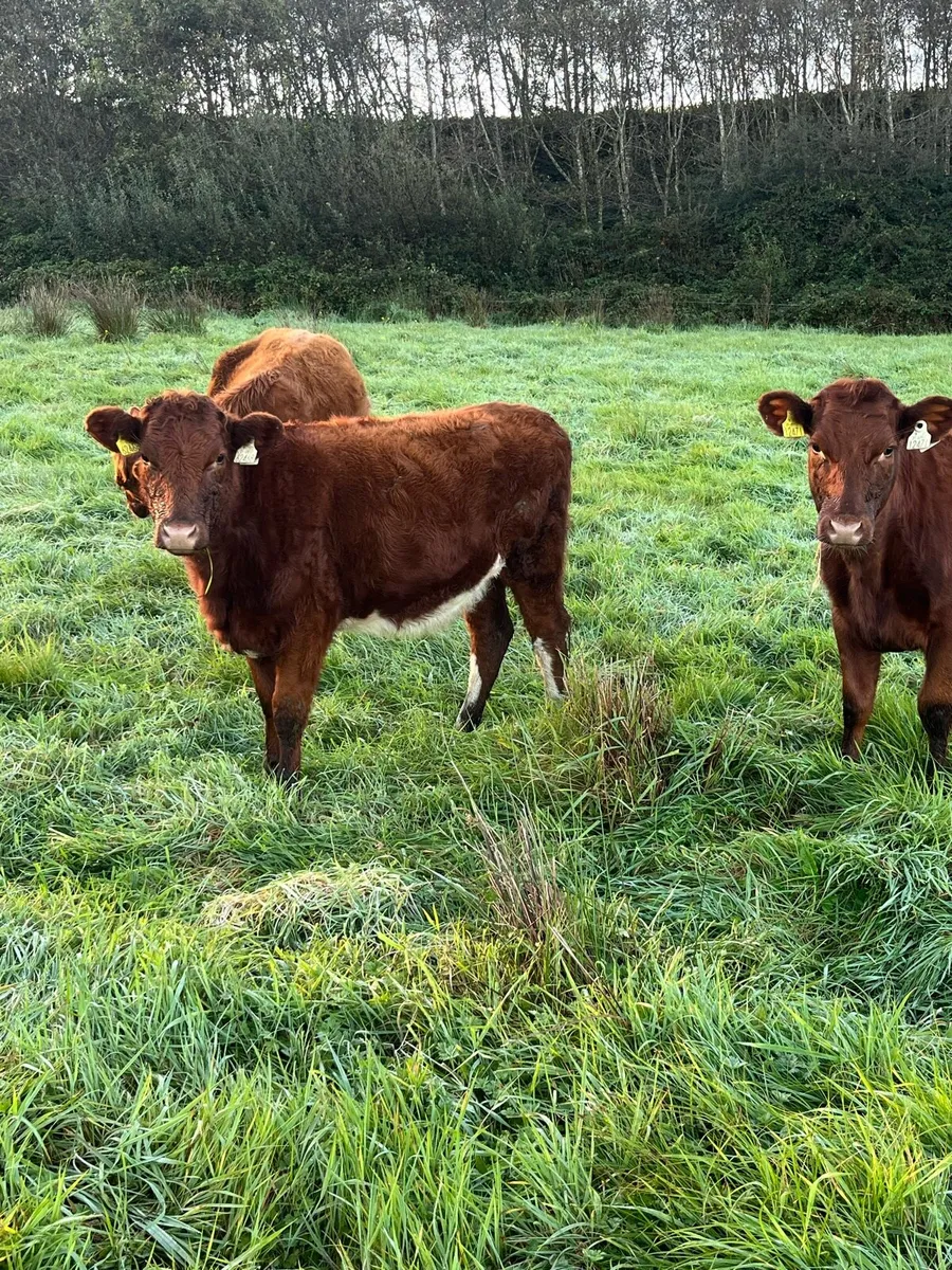 Shorthorn Heifers - Image 3