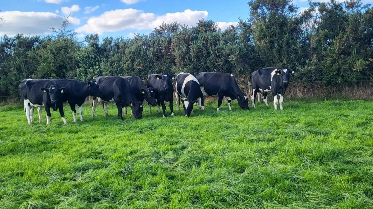 8 fresh calved high ebi hiefers - Image 1
