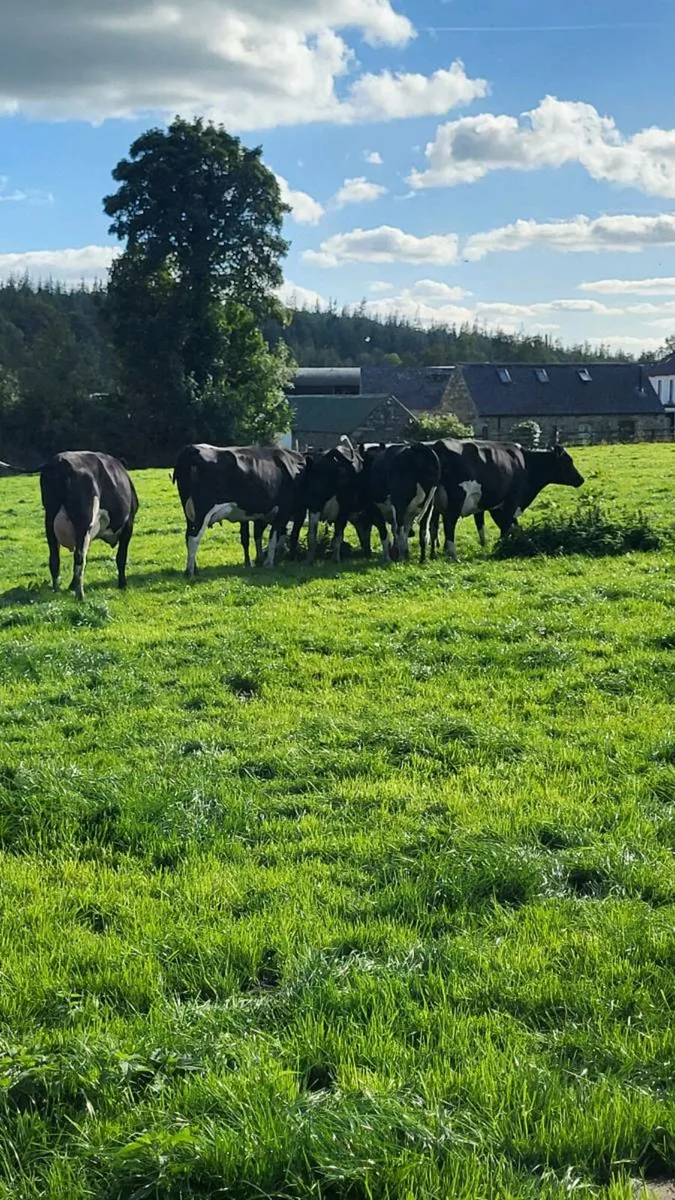 8 fresh calved high ebi hiefers - Image 2