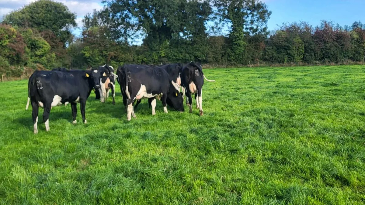 8 fresh calved high ebi hiefers - Image 3