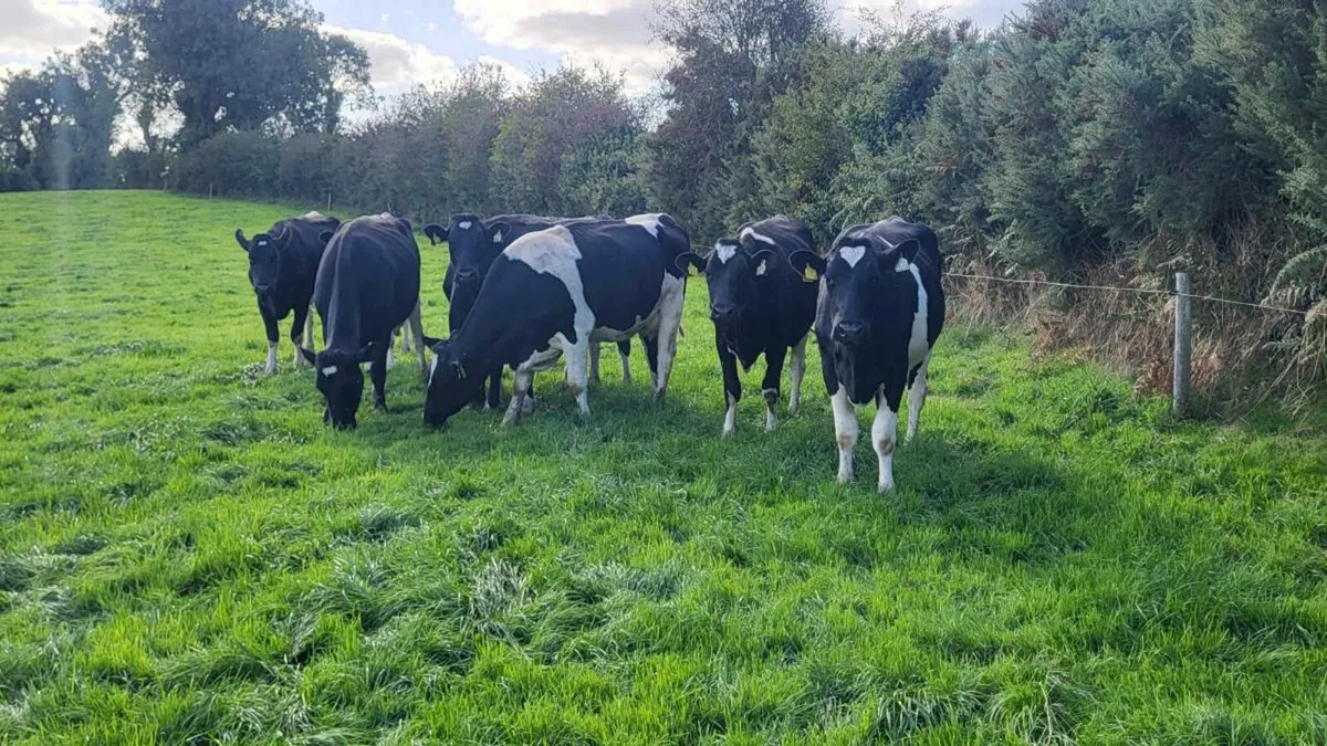 8 fresh calved high ebi hiefers - Image 4