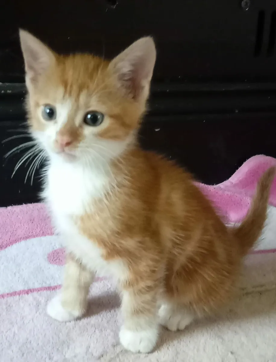 Kittens - Image 1