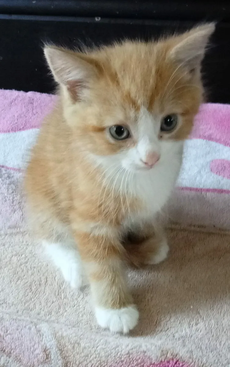 Kittens - Image 2