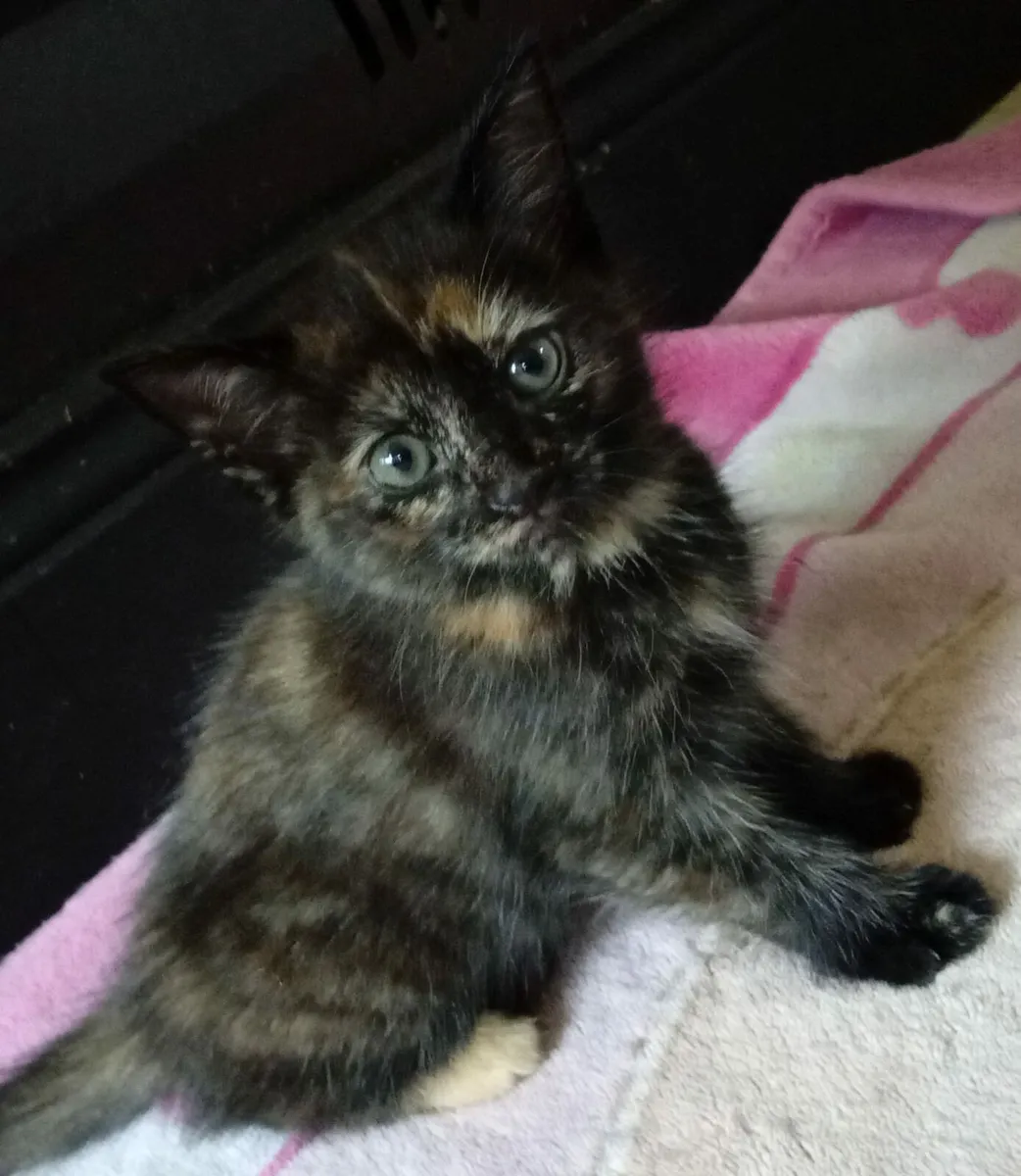 Kittens - Image 3