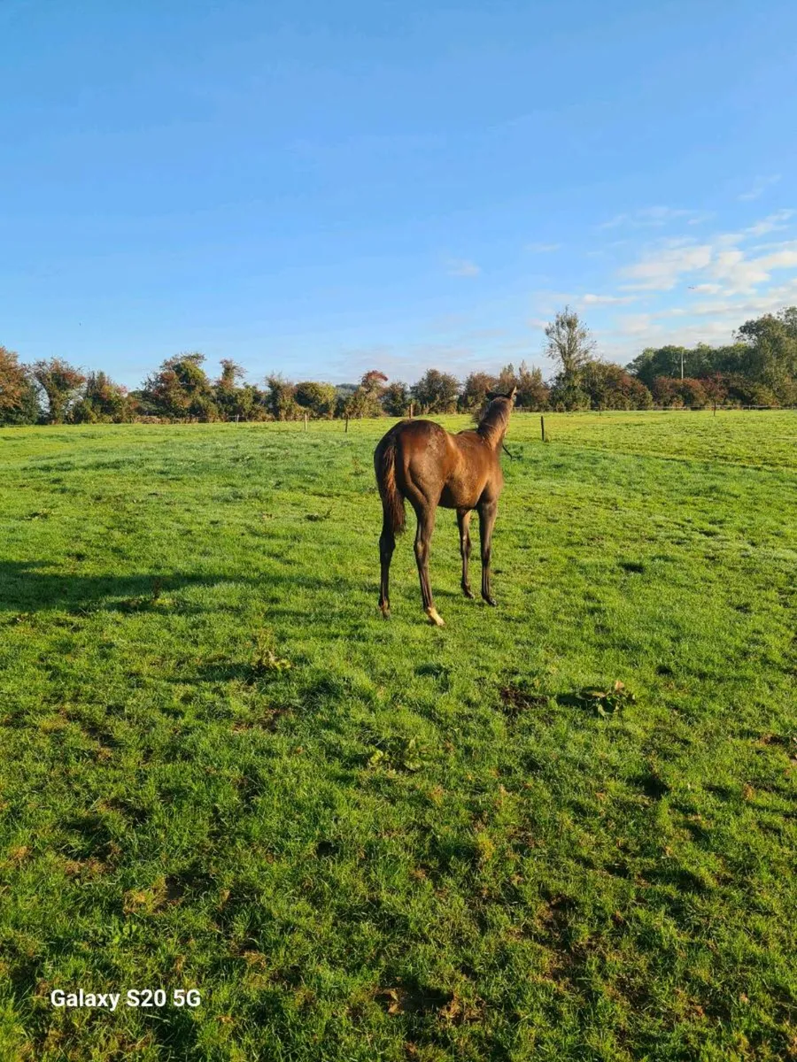 Pyledriver filly for sale - Image 1