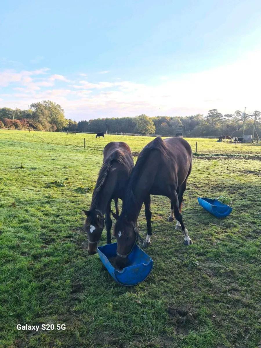 Pyledriver filly for sale - Image 2