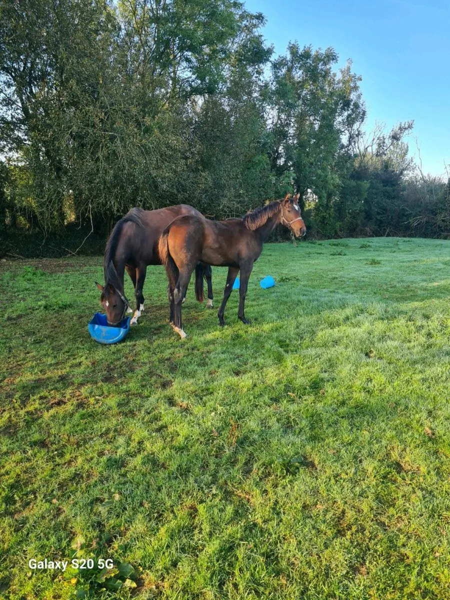 Pyledriver filly for sale - Image 3