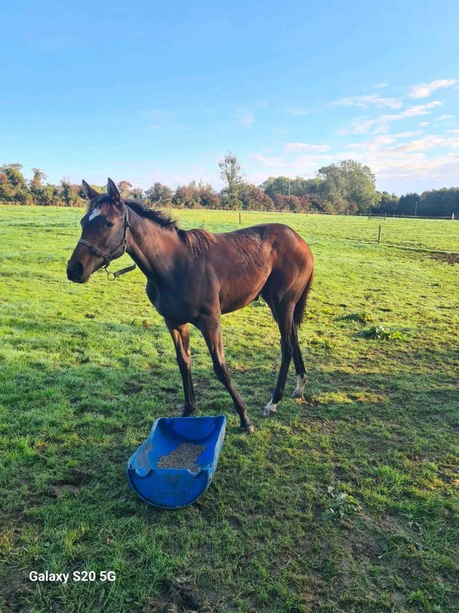 Pyledriver filly for sale - Image 4