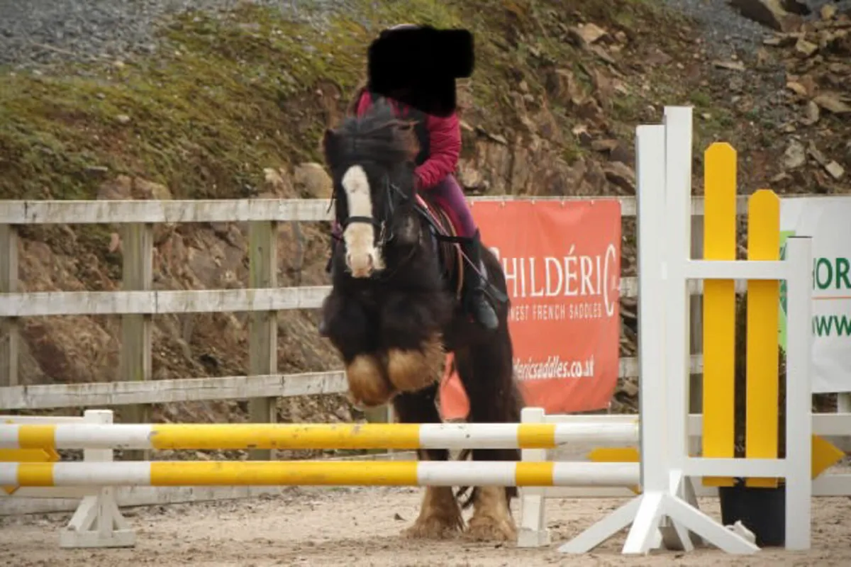 12hh 5 year pony - Image 1