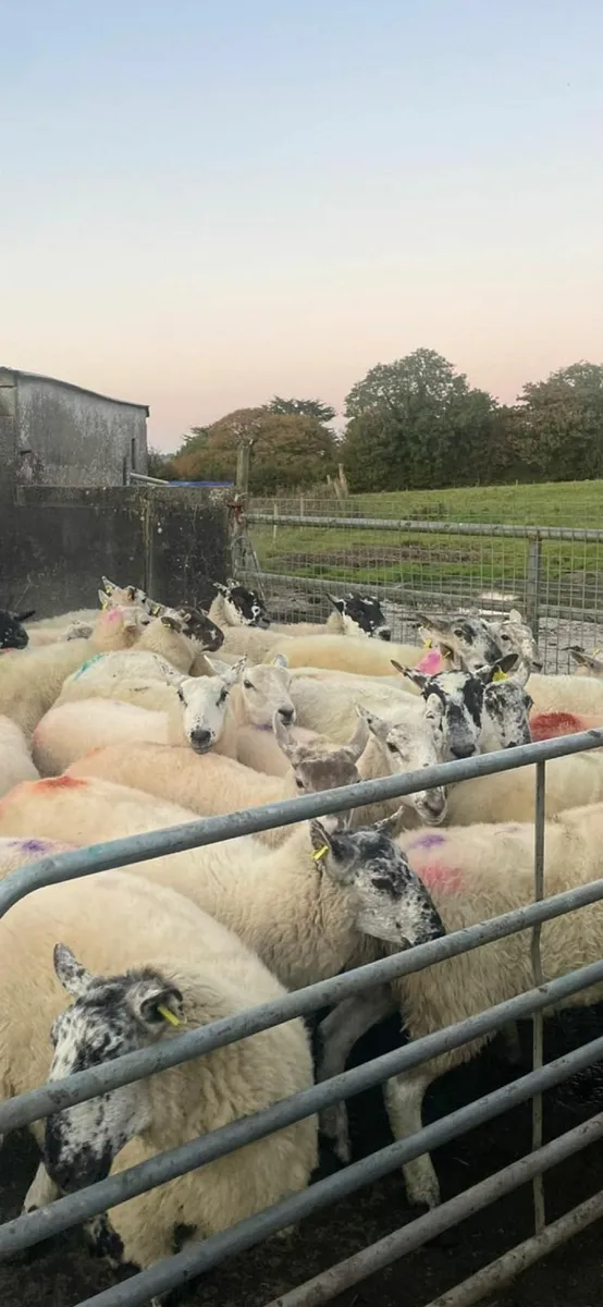 Hogget ewes - Image 3