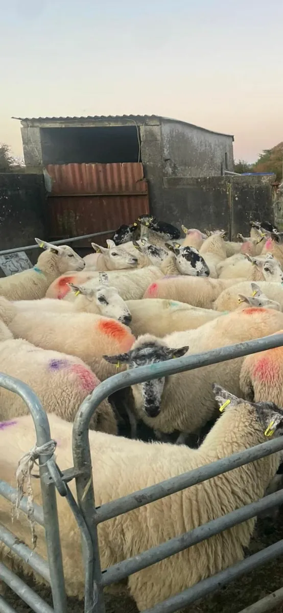 Hogget ewes - Image 4