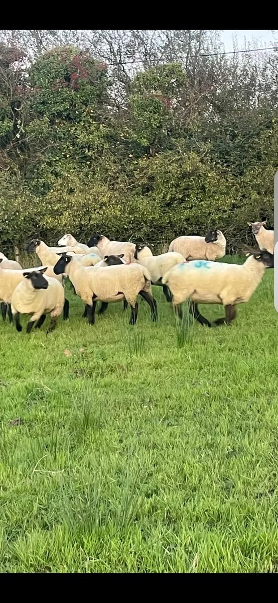 Hogget ewes - Image 1