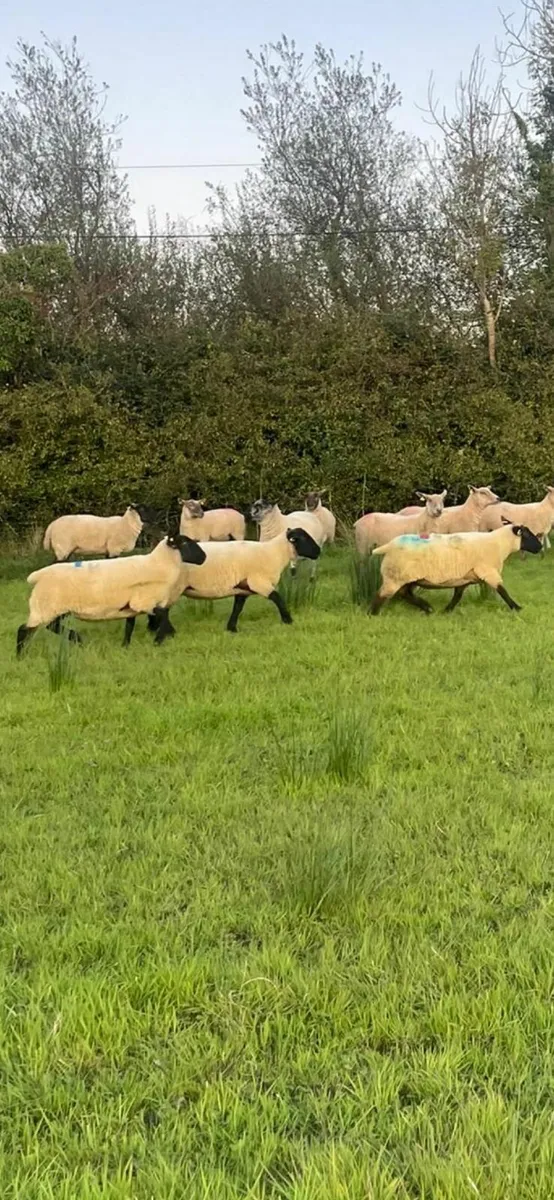 Hogget ewes - Image 1