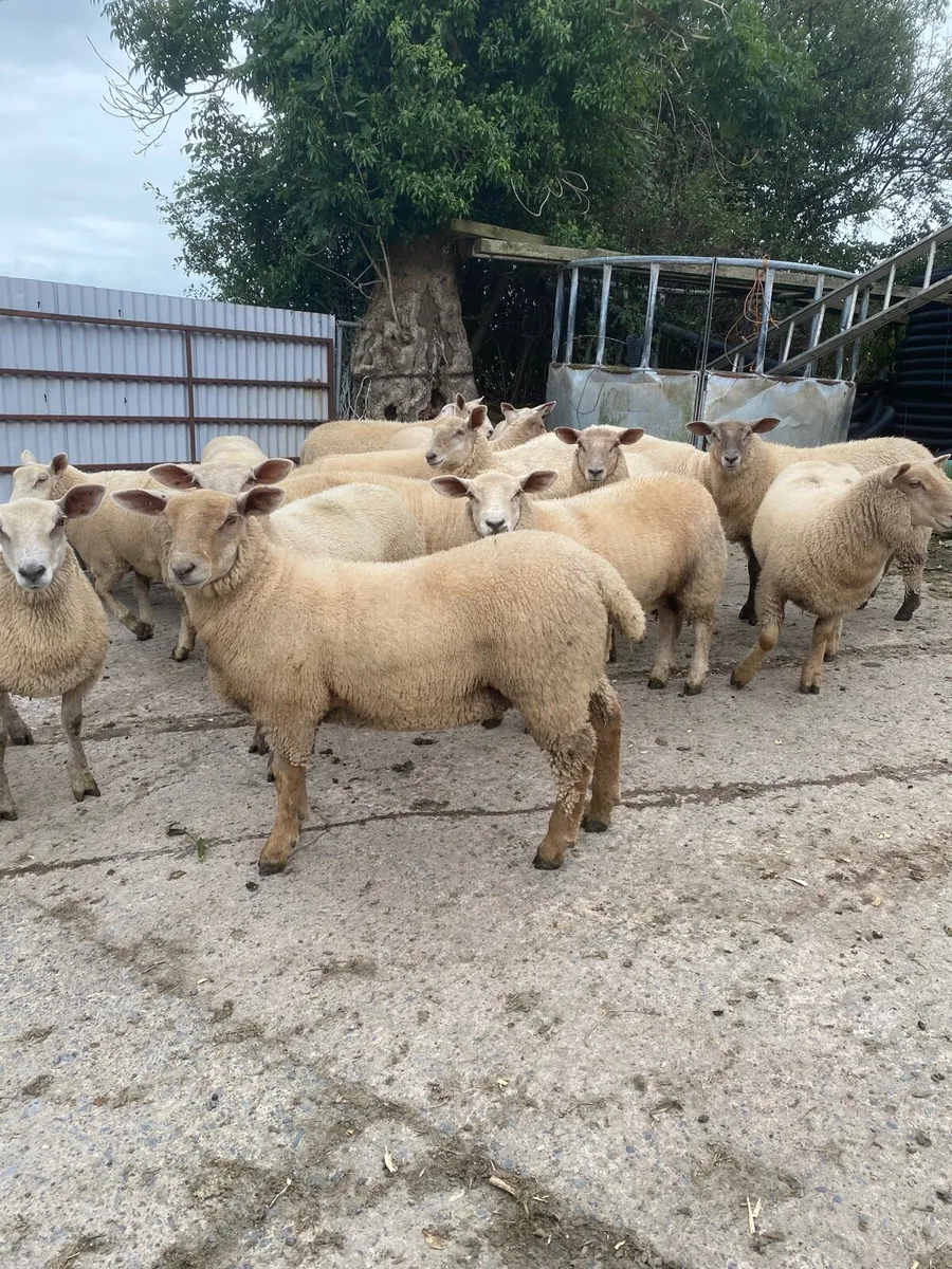 Ewe lambs 54kgs & teaser rams - Image 1