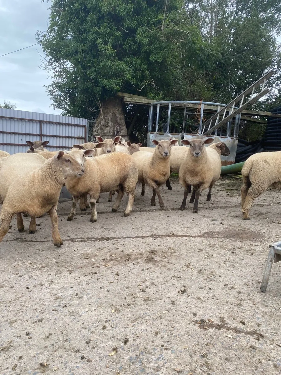 Ewe lambs 54kgs & teaser rams - Image 2