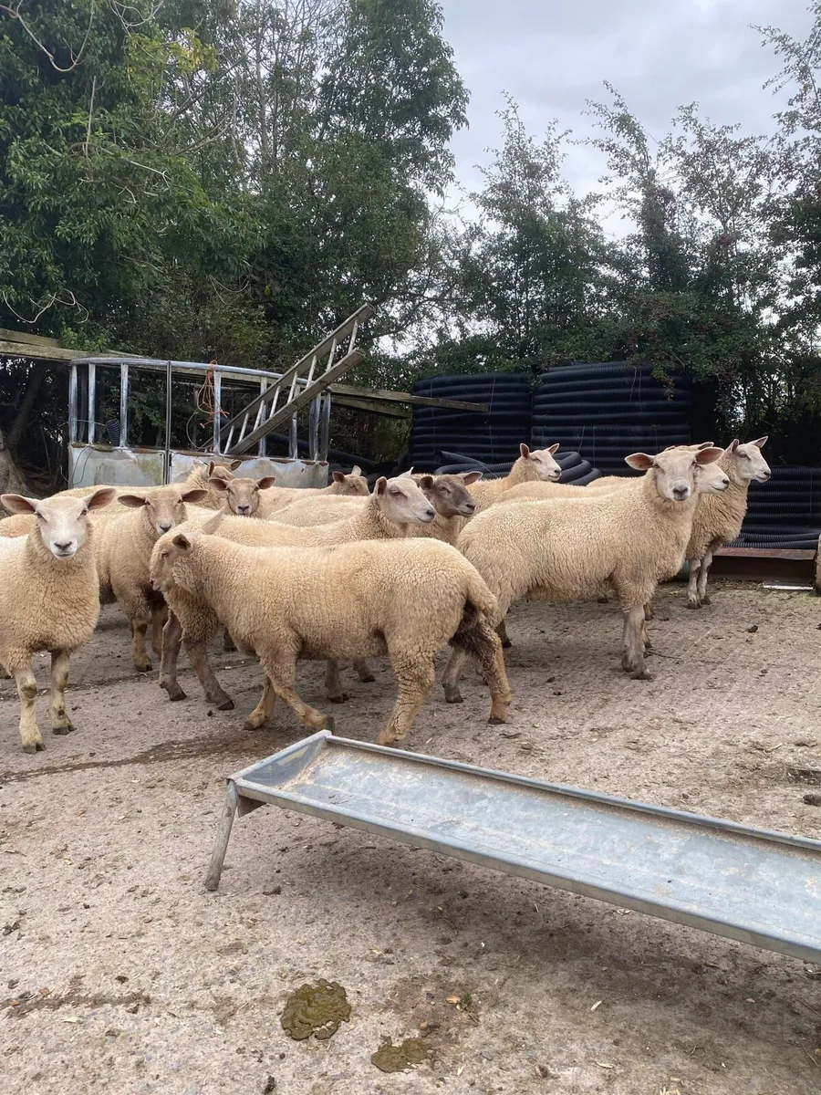 Ewe lambs 54kgs & teaser rams - Image 3