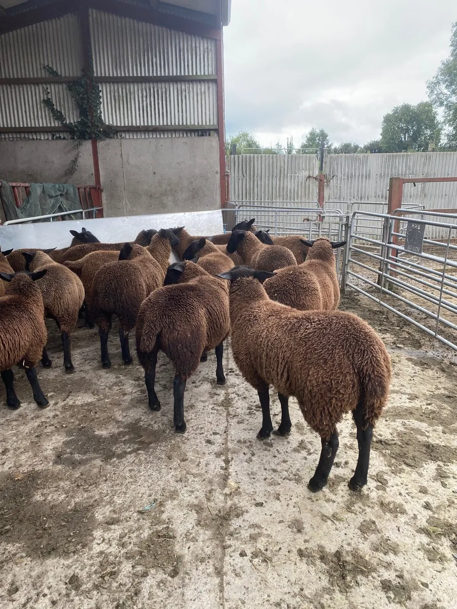 Ewe lambs 54kgs & teaser rams - Image 4
