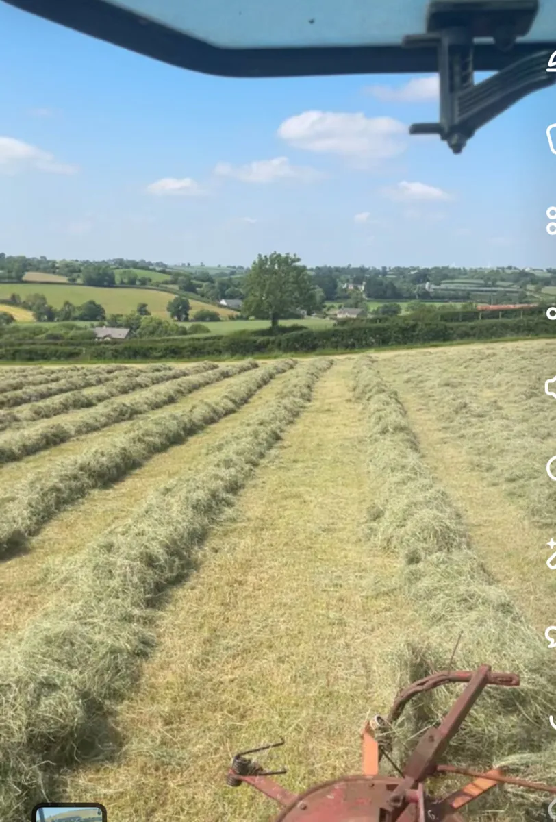 Hay - Image 1