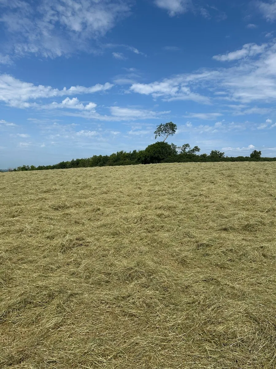 Hay - Image 2
