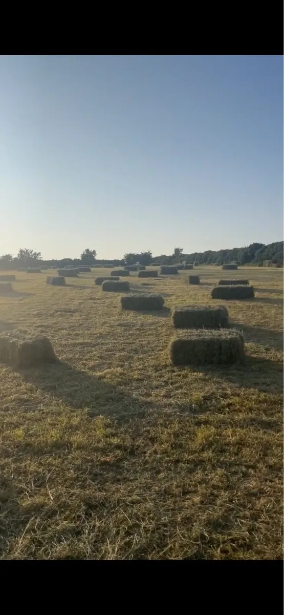 Hay - Image 3