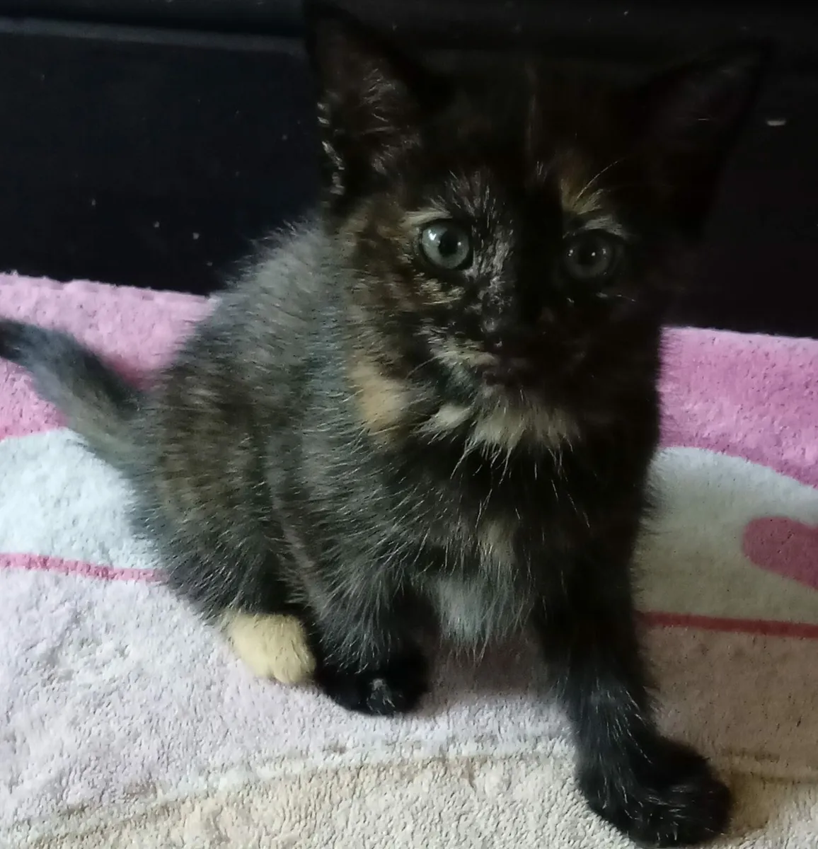 Kittens - Image 4
