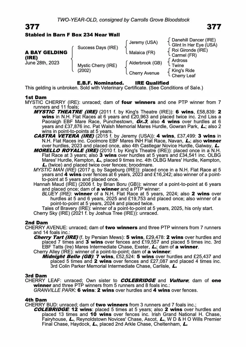Pyledriver filly for sale - Image 2