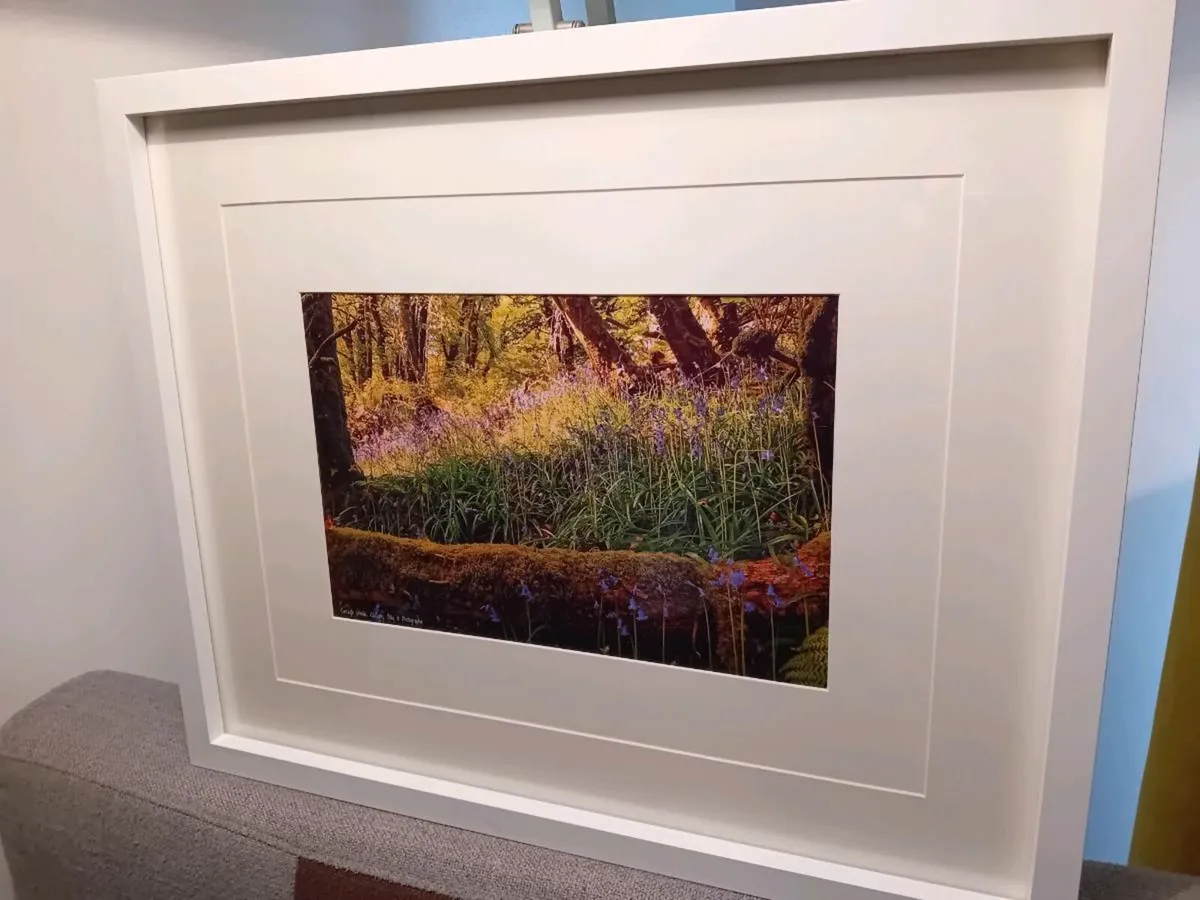 Curragh Woods, East Cork - Image 4