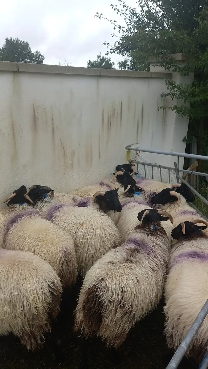 Blackfaced Horned Ewe Lambs - Image 2