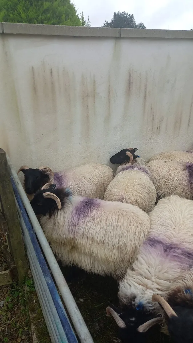 Blackfaced Horned Ewe Lambs - Image 3