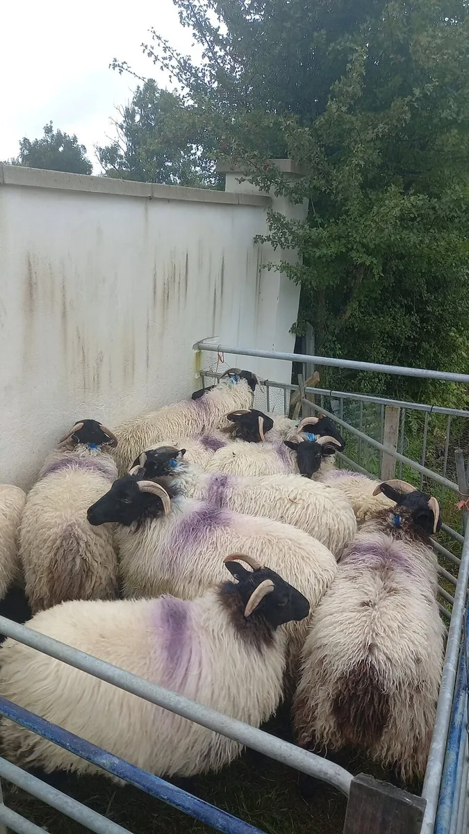 Blackfaced Horned Ewe Lambs - Image 4