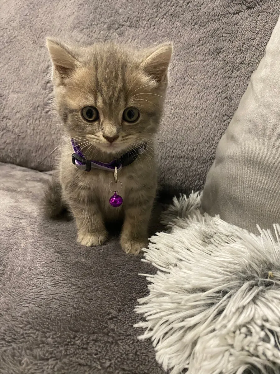 British shorthair - Image 1