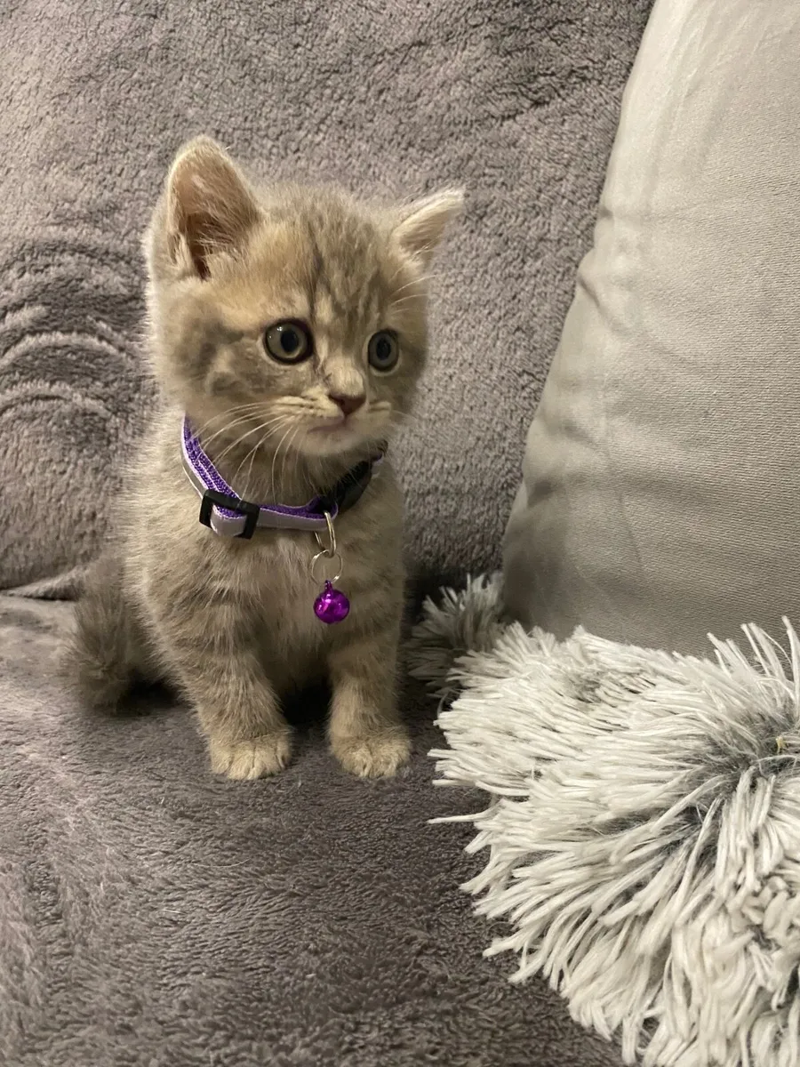 British shorthair - Image 2