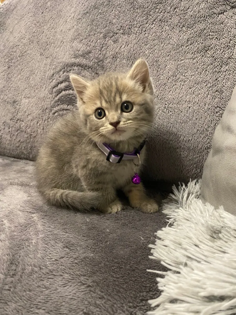 British shorthair - Image 3