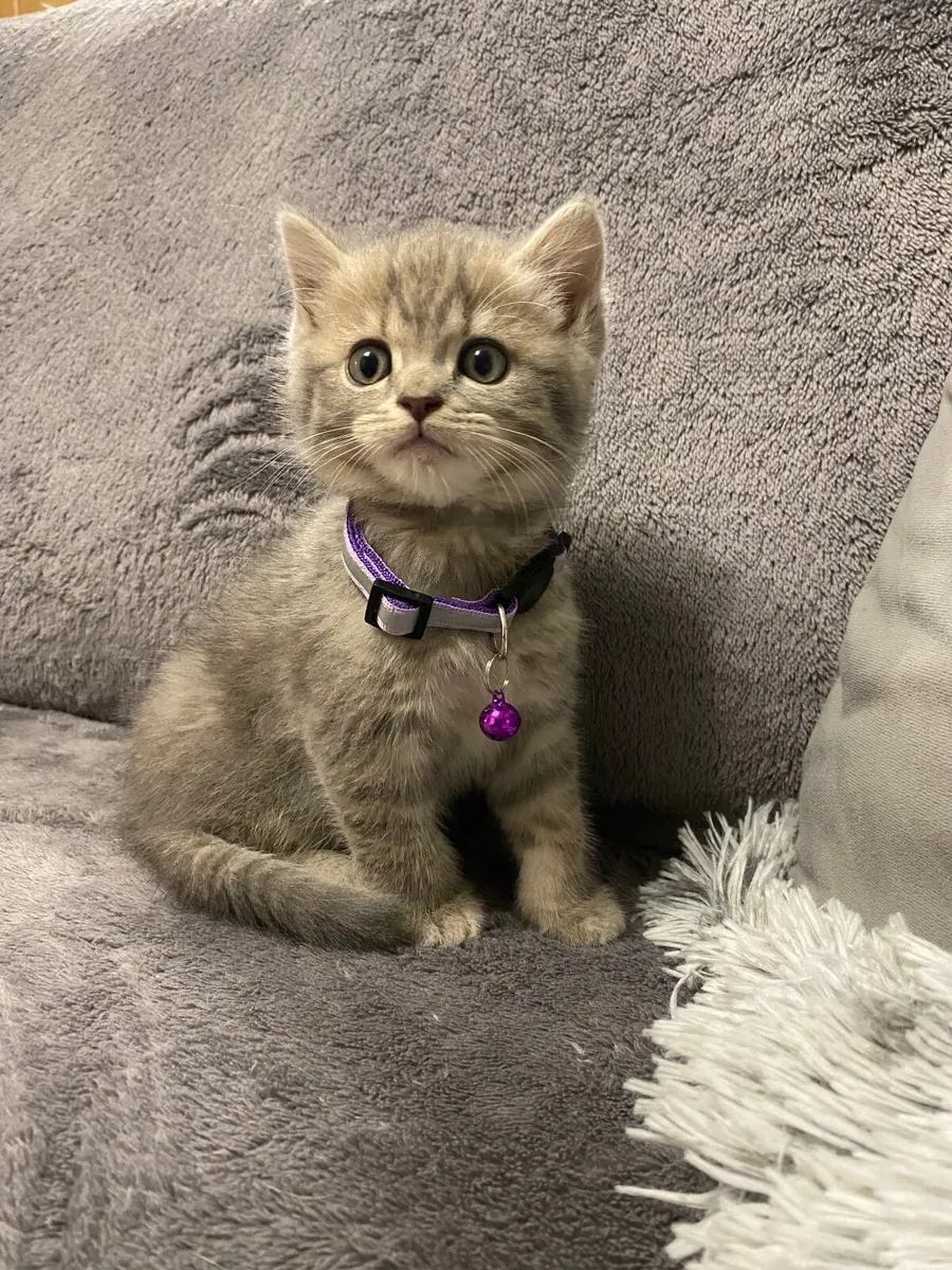 British shorthair - Image 4