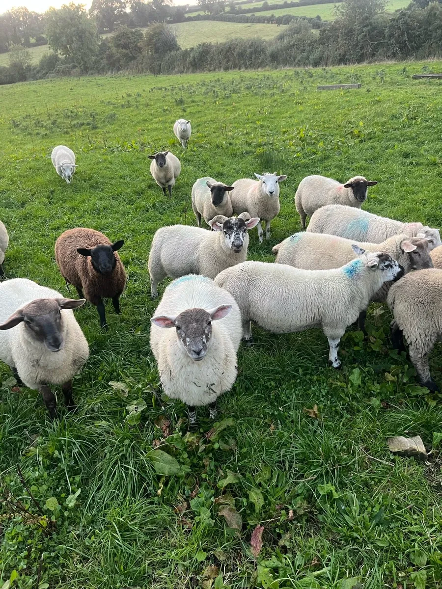 Ram lambs - Image 1