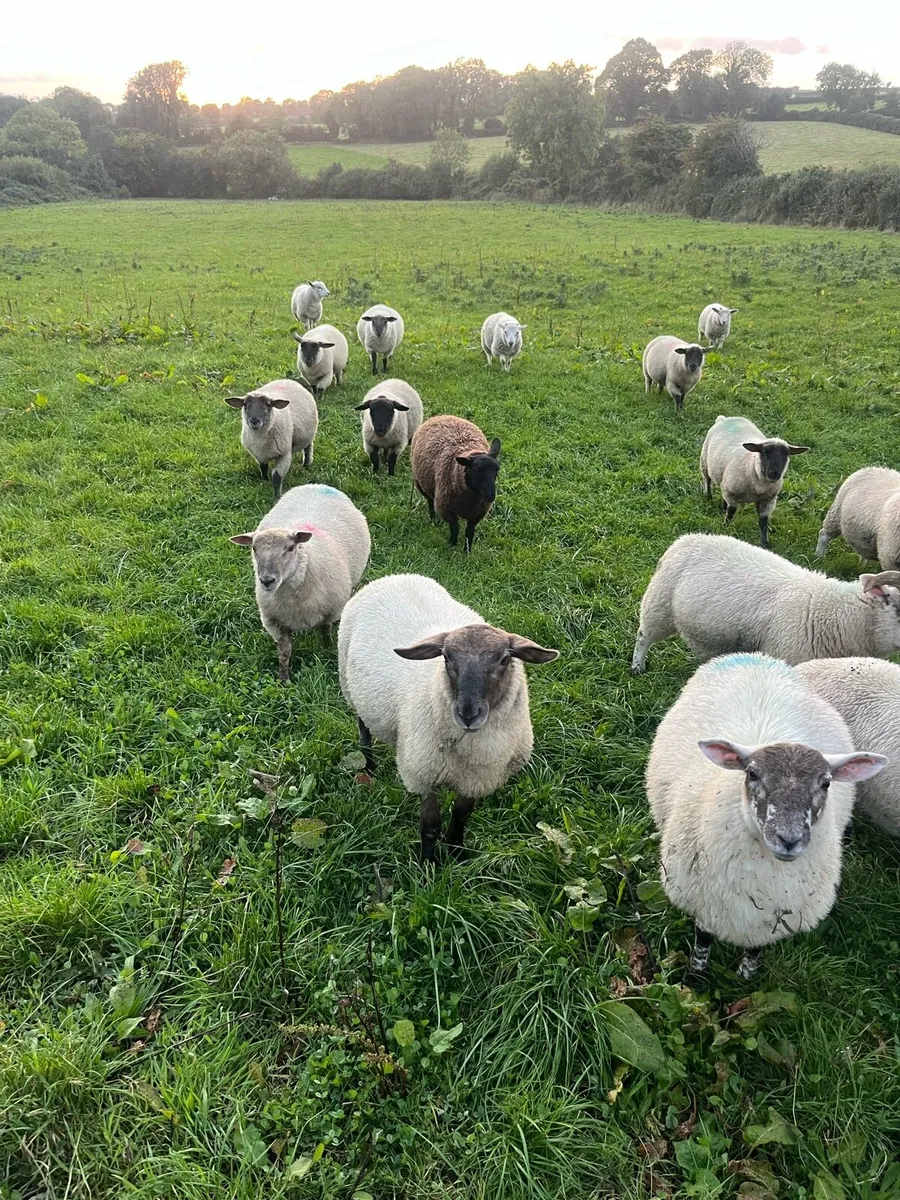Ram lambs - Image 2