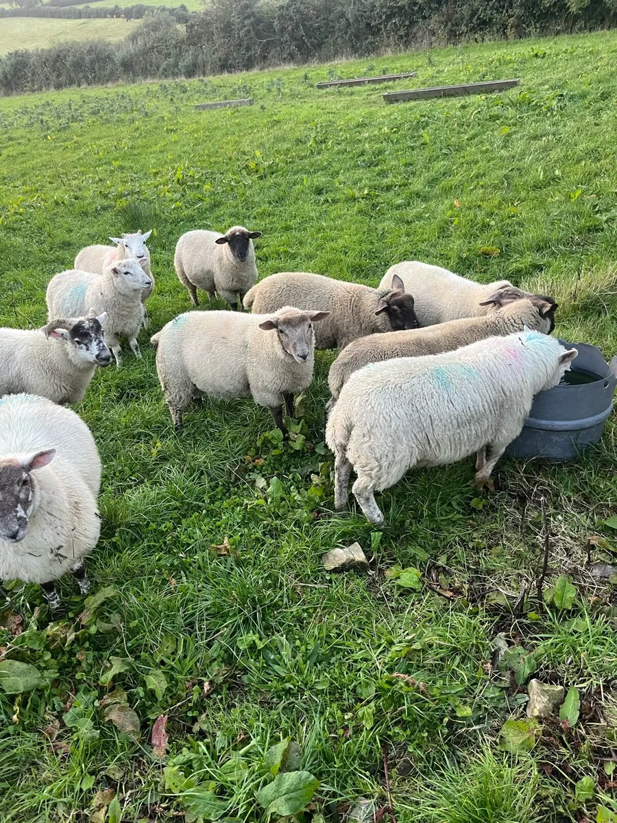 Ram lambs - Image 3